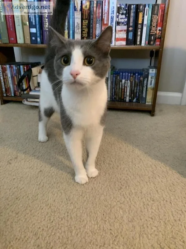 In search of home for my cat