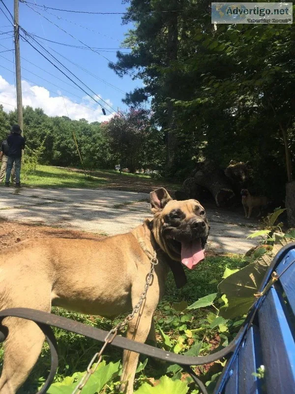 FREE PURE BRED PRESA MALE