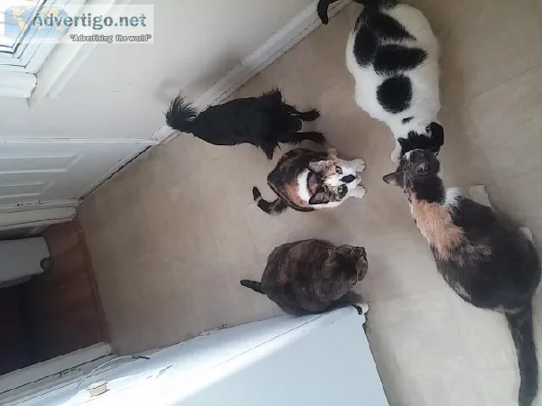 Four cats