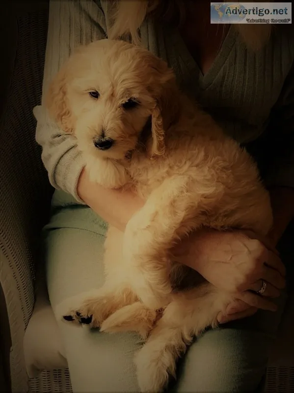 Outstanding f1 golden doodles