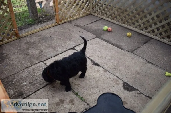 Outstanding f1 golden doodles