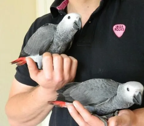  cuddly tame african grey parrots * 1 le
