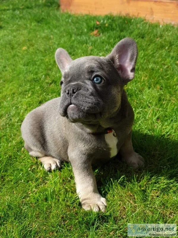 extremely healthy french bulldog puppy 