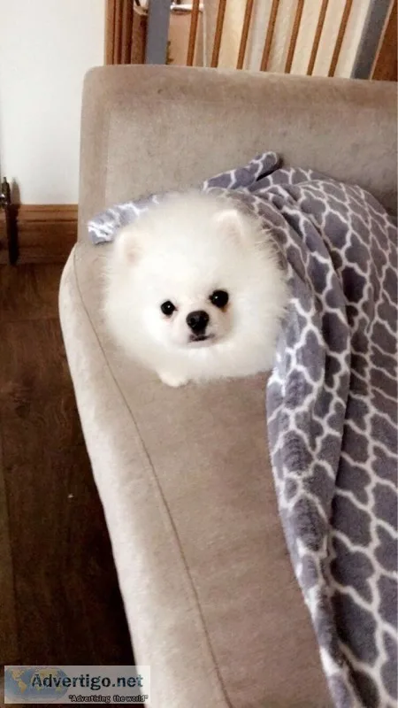 Cuttest tiny t-cup pomeranian puppies fo