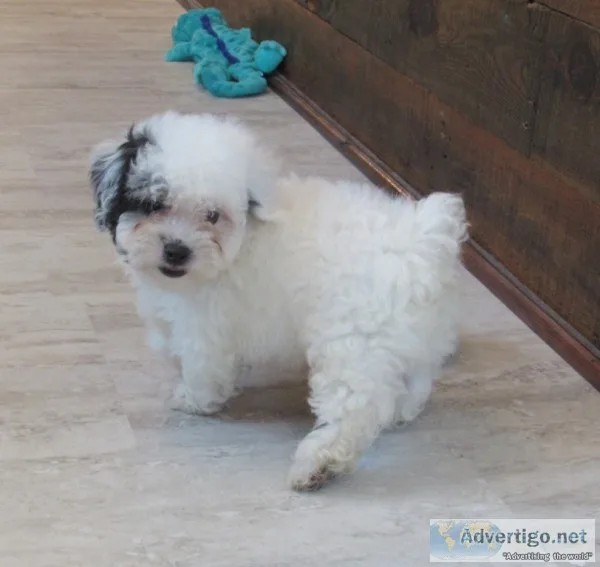 Poochon male nonshedding (poodlexbichon)