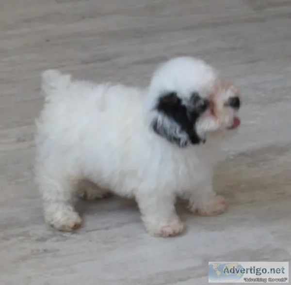 Poochon male nonshedding (poodlexbichon)