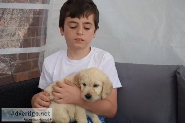 Beautiful goldendoodle puppies ready 