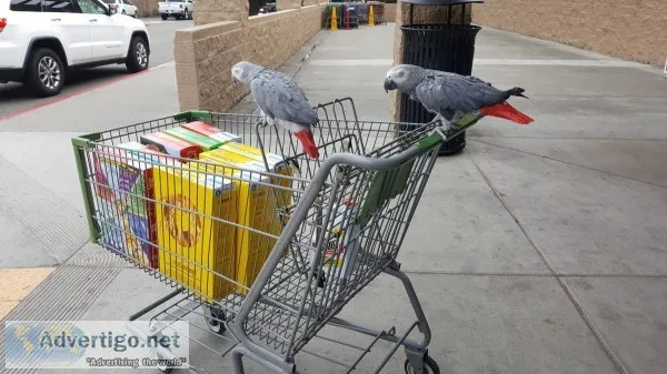  cuddly tame african grey parrots * 1 le