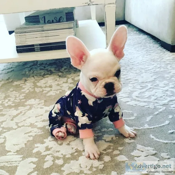  extremely healthy french bulldog puppy 