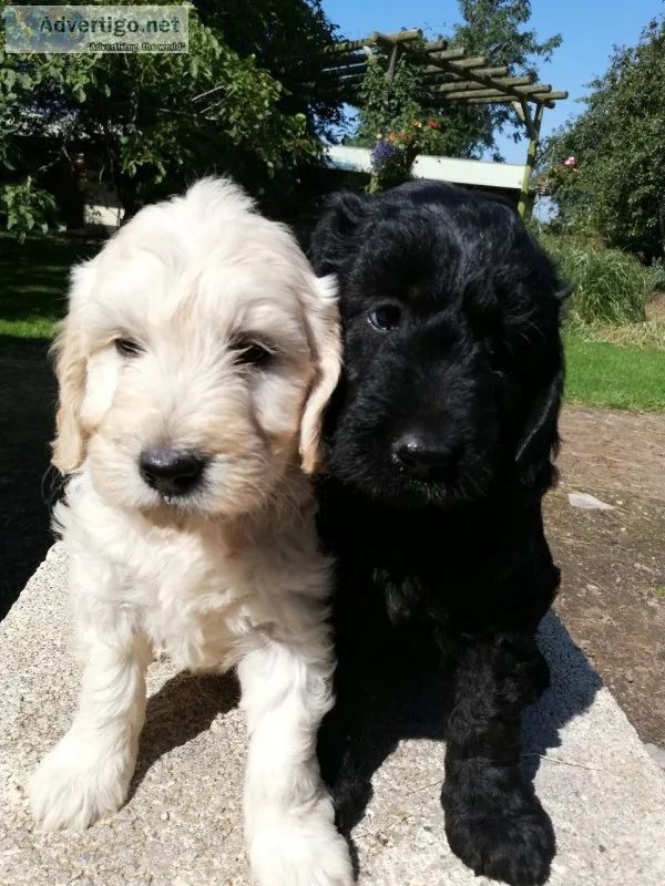 Gorgeous miniature golden doodles
