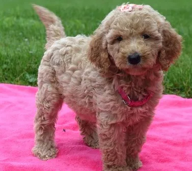 Puppy for sale