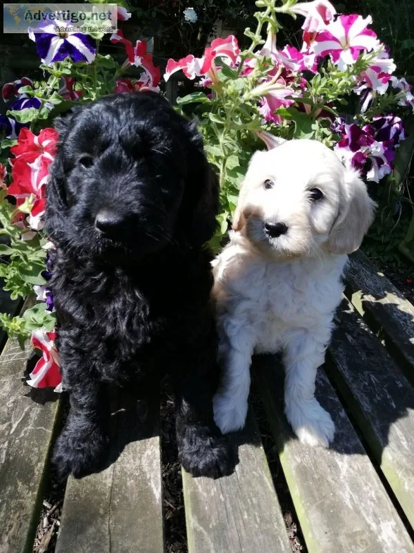 Miniature f1b goldendoodle babies