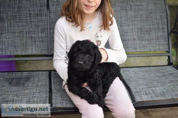 F1 miniature goldendoodles ready