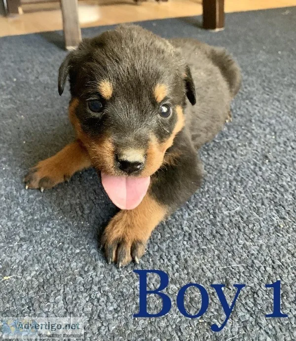 Rottweiler Puppies