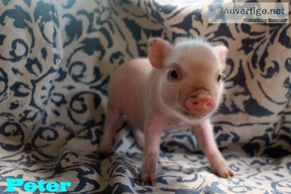 Mini Pet Piglets