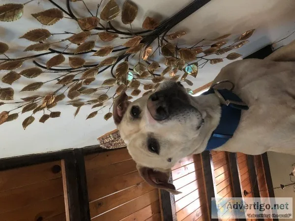 Male Pitbull 5 years old
