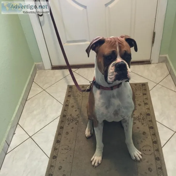 Boxer female seeking loving home