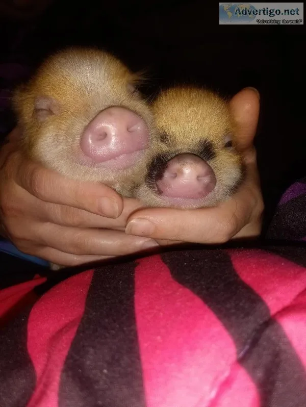 Mini house pigs