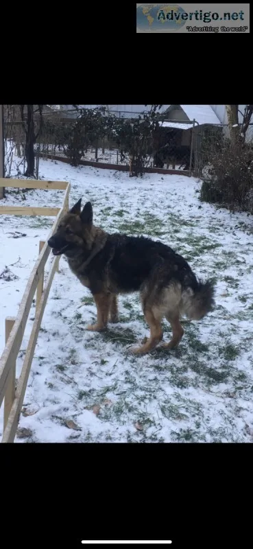 German Shepherd puppies