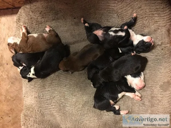 Boxer akc