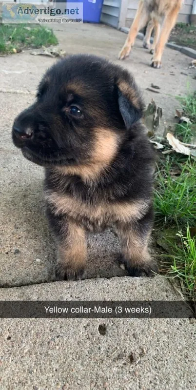 German Shepherd Puppies