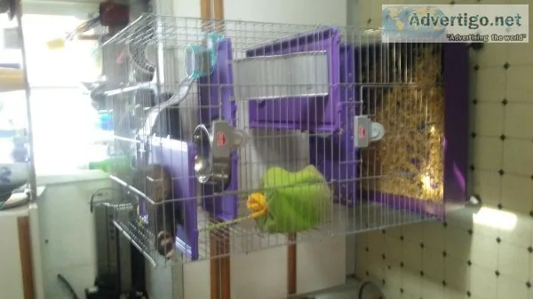 Baby ferret and 5 tier cage for sale