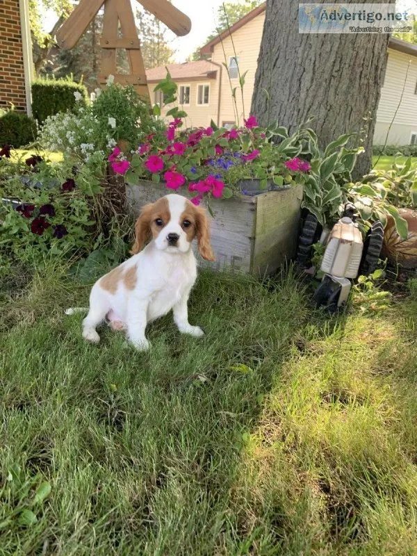 King Charles Cavaliers