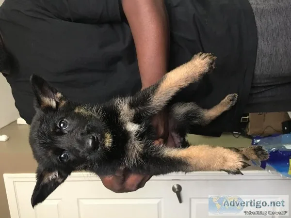 German Shepherd Puppys