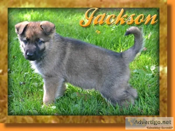 Jackson Male AKC German Shepherd