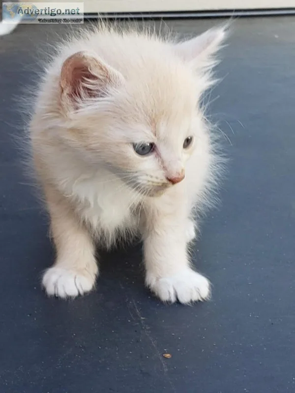 Kittens for sale