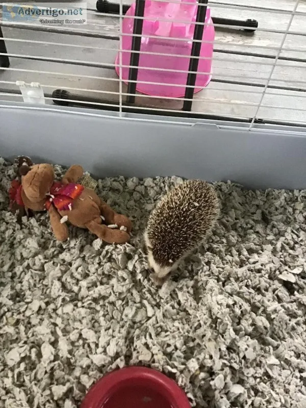 Female Hedgehog w Accessories