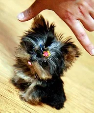 Yorkie puppies for sale 