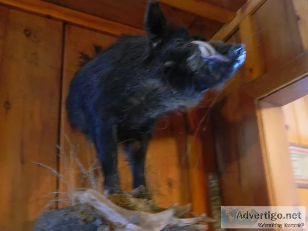 taxidermy