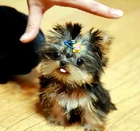 Yorkie puppies for sale 