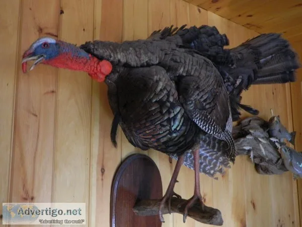 turkey mount