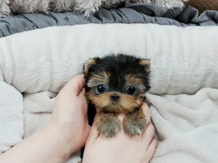 Yorkie puppies for sale 