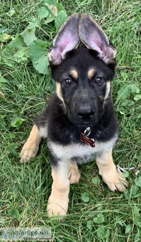 German Shepherd puppy