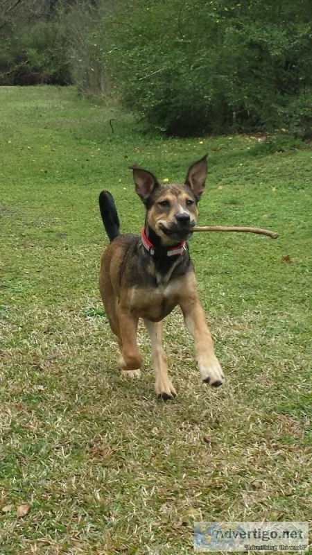 Half German Shepherd  half Lab ..2 yr old