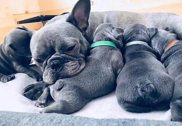 Rehoming French bulldog Puppies.
