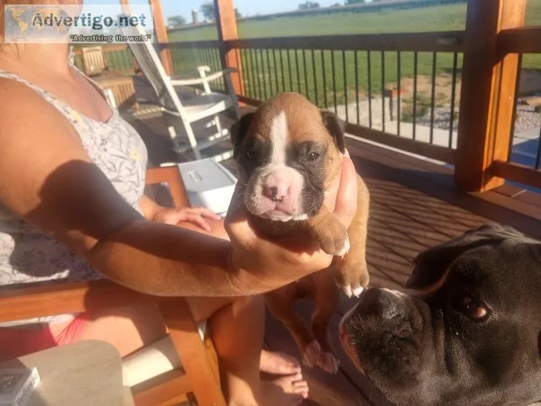Registered boxer puppies