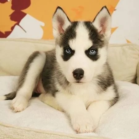 Brave home trian siberian husky puppies
