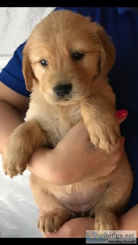 AKC Golden Retriever Female Puppy