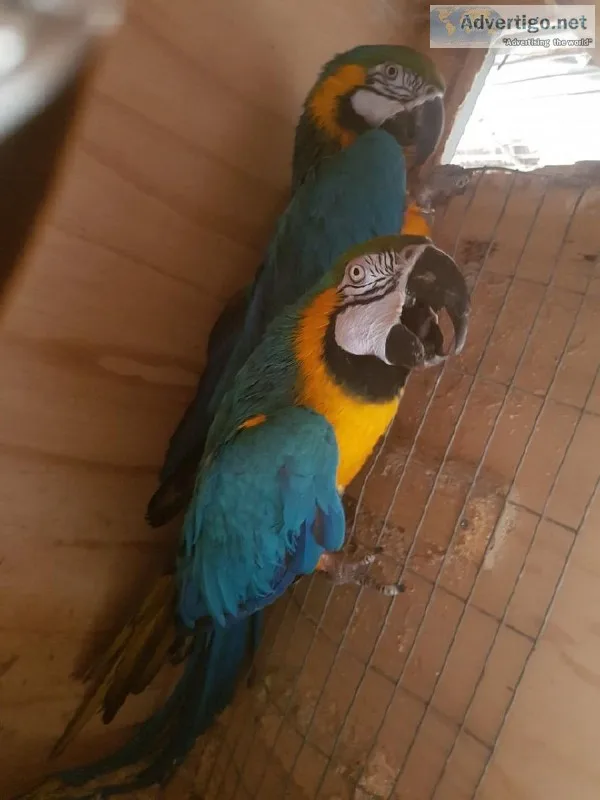 Home Seeking Blue and Gold Macaw Parrots