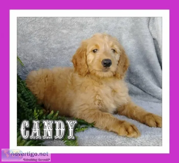 Candy Female Goldendoodle