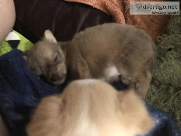Chihuhua puppies for sale