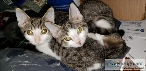 Free kittens