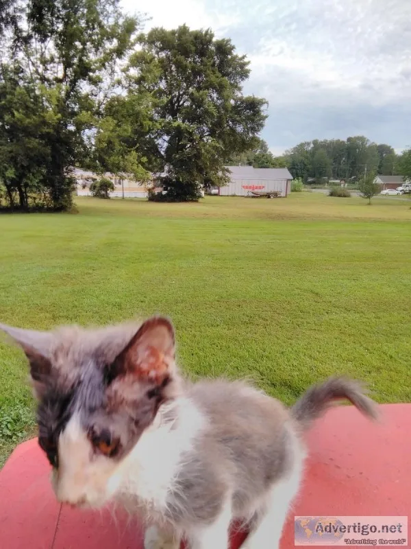 HELP KITTEN DUMPED