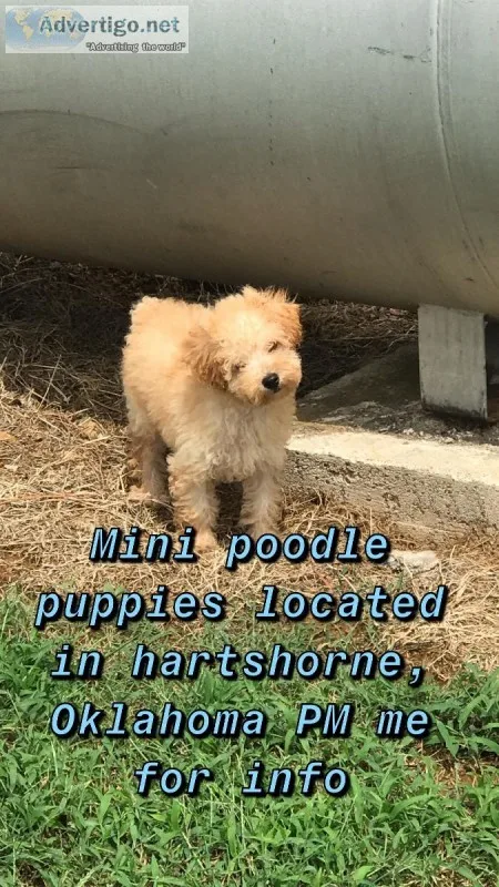 Mini poodle puppies