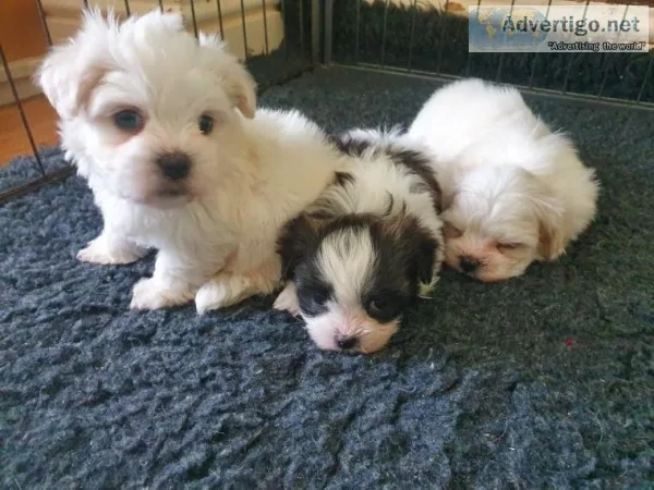shih tzu pup