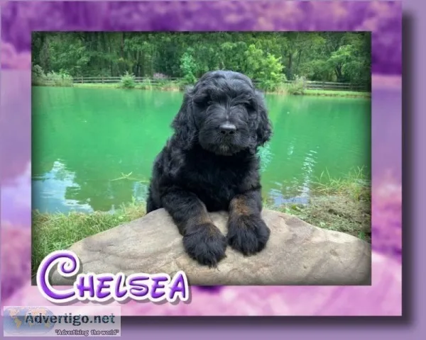 Chelsea Female Goldendoodle